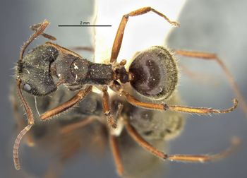 Media type: image;   Entomology 21172 Aspect: habitus dorsal view